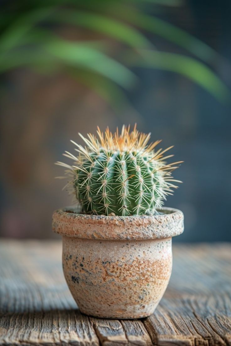 Cactus Espina Dorada